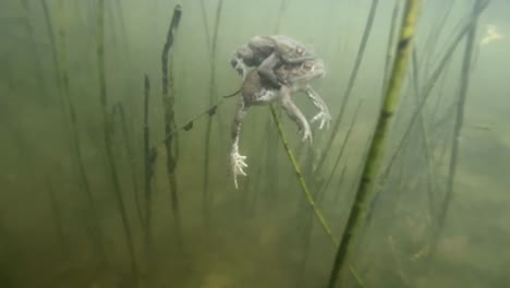 Male-toad-mounted-on-female,-fertilizing-eggs-underwater-in-pond