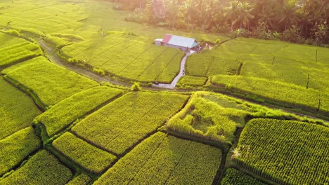 Vista-Aérea-De-Los-Campos-De-Arroz-De-Bali-Durante-El-Amanecer-O-El-Atardecer-En-Indonesia