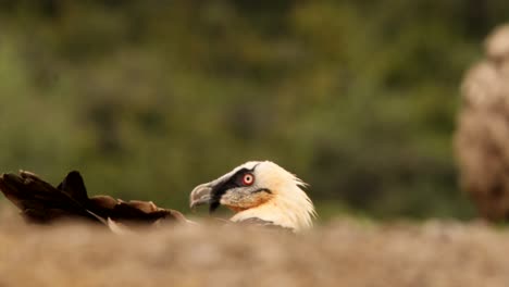 beaded vulture on ground poking head up