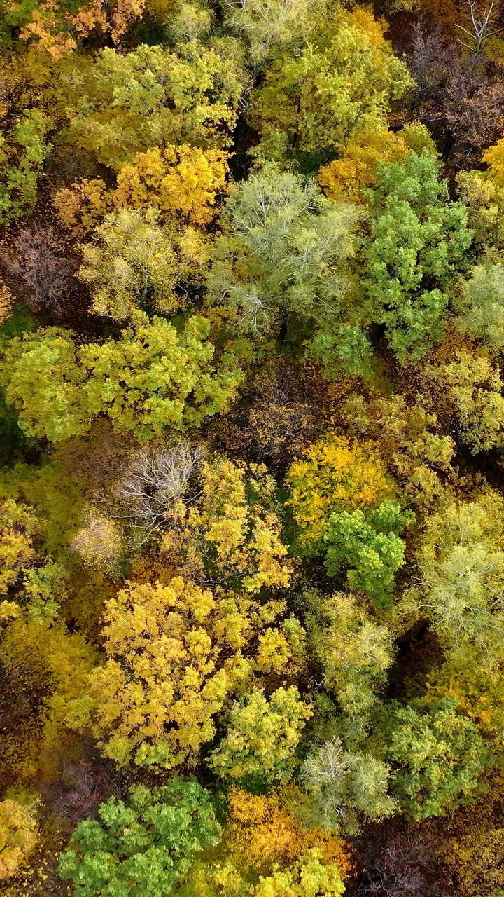 Orange autumn colorful forest drone view. Beautiful season sceneries. Vertical video