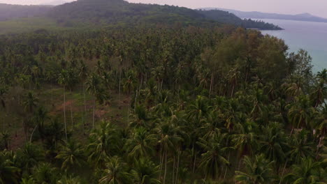 Palm-tree-jungle-with-tall-palms-on-Koh-Kood-coast-in-Thailand