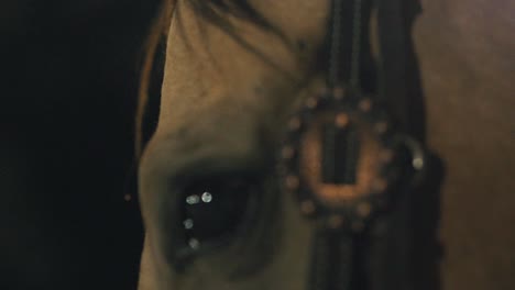 el caballo parpadeando de cerca