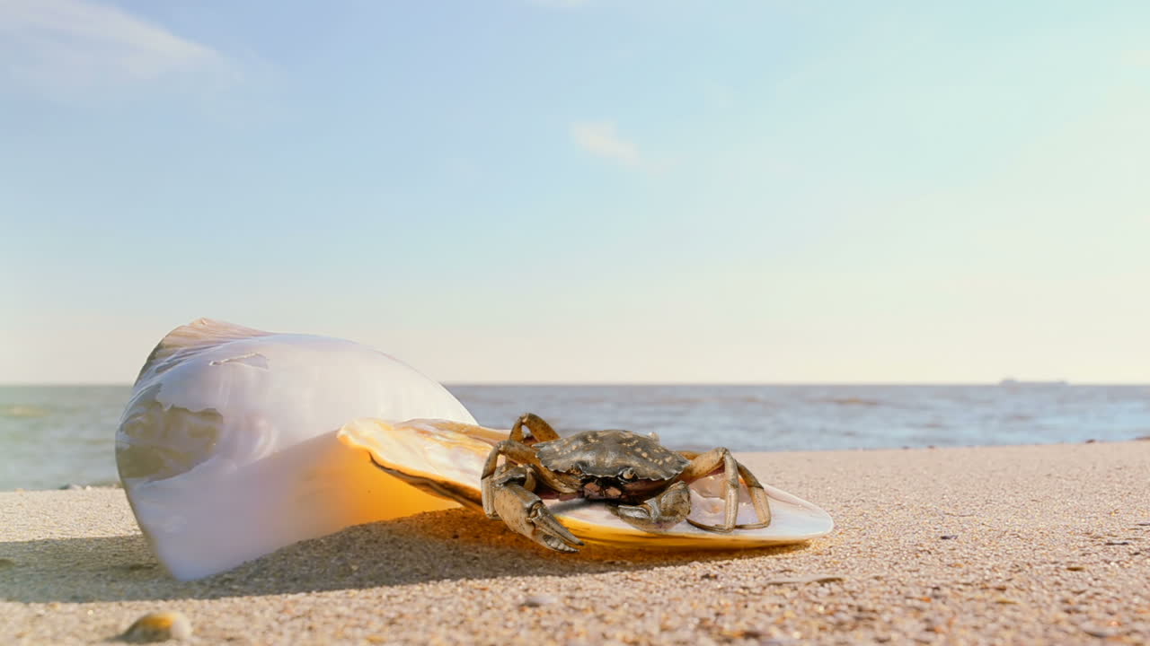 Shells on sand and a crab. Crab on the beach