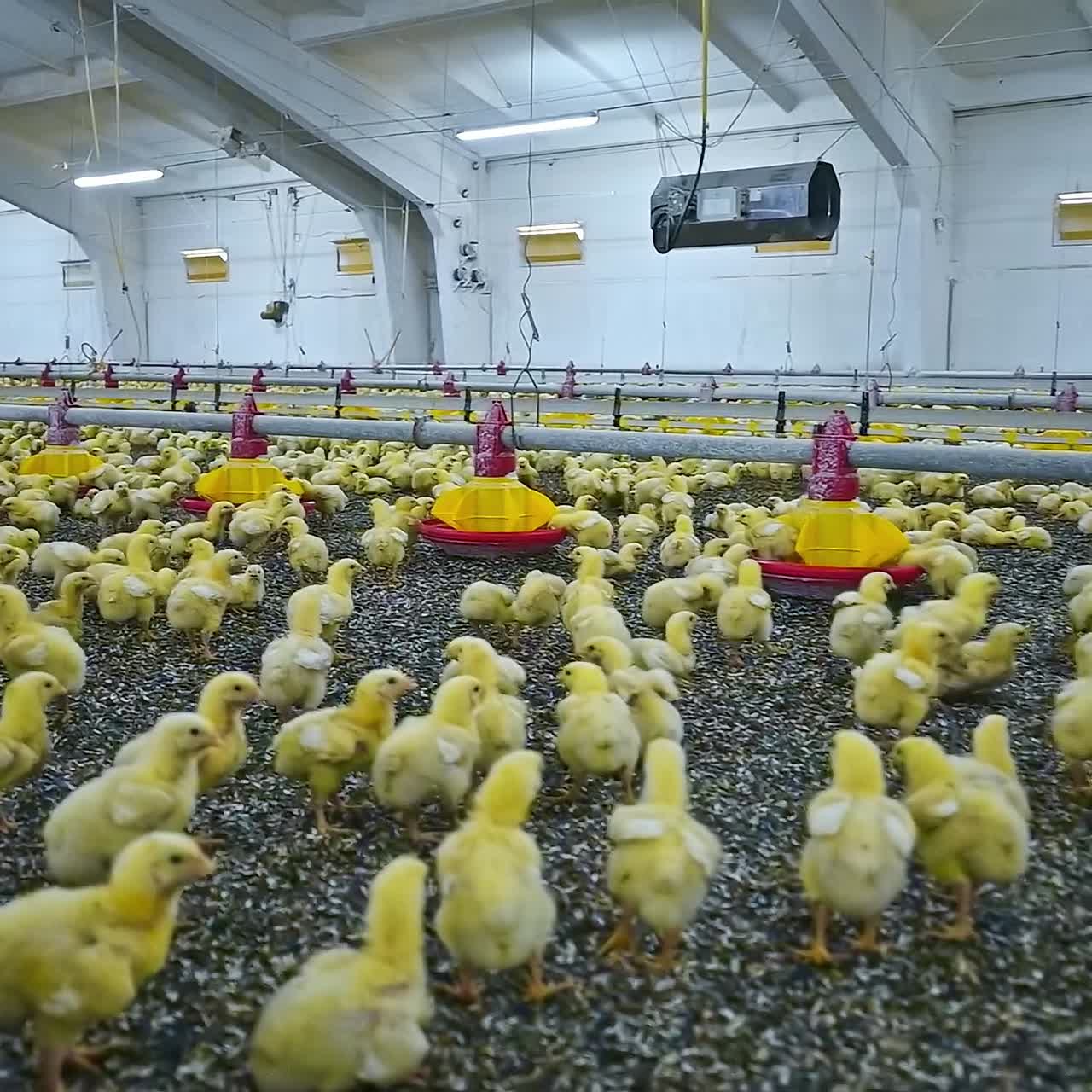 Vários pintinhos em uma grande e moderna granja avícola. Pequenos pássaros fofos andando pelo cercado na fazenda. Conceito de negócio agrícola