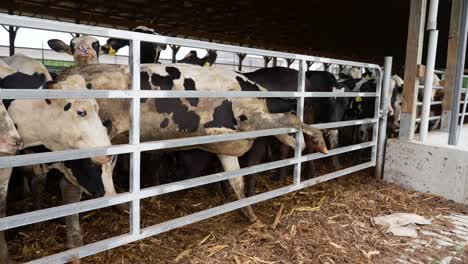 large holstein cow stuck with leg stuck on metal gate