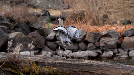 slow motion of heron flying from a rock to a log on a river