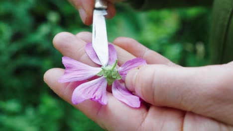 close-up van paars-roze bloem die wordt geïnspecteerd met een klein mes in handen van botanicus