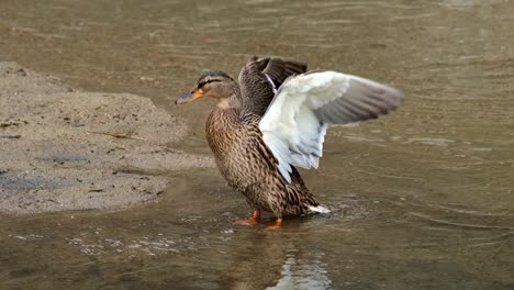 Cerca-De-Pato-Hembra-Extendiendo-Las-Alas-Mientras-Está-De-Pie-En-El-Agua-Poco-Profunda-Del-Lago