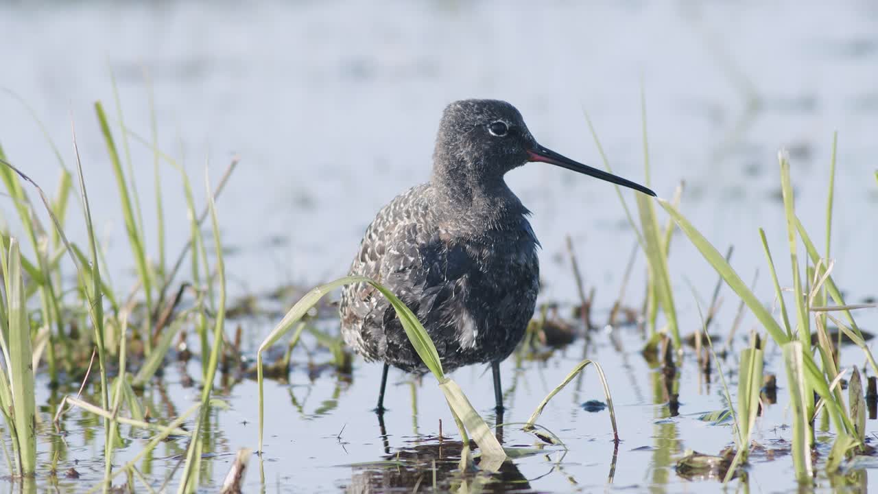 primer plano de un archibebe manchado que se alimenta en un charco poco profundo durante la migración de primavera en los humedales