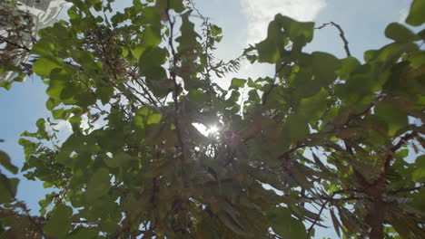 los rayos de sol filtrándose a través de los árboles