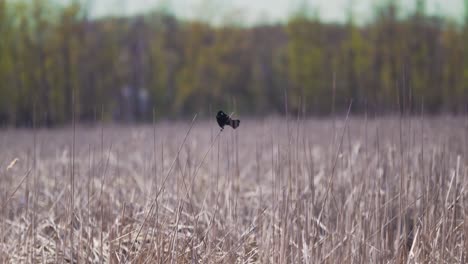 red-winged blackbird perched on reed in a marsh