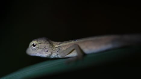 the oriental garden lizard is also called the eastern garden lizard, bloodsucker and changeable lizard