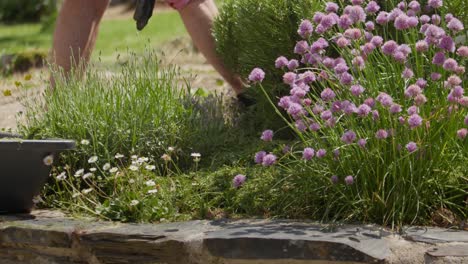 gardener putting natural fertilizers to plants in the garden