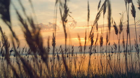 Schilf-Wiegt-Sich-Auf-Dem-Hintergrund-Des-Sonnenuntergangs-Am-Meer.-Strandhafer-Weht-In-Der-Naturlandschaft-Des-Herbstes.