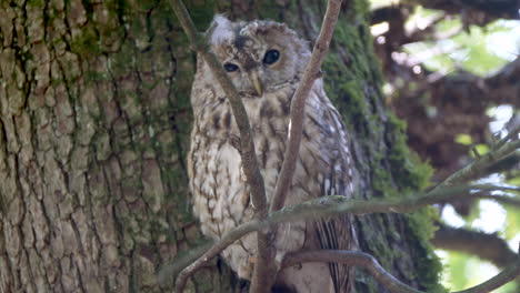 Close-up-shot-of-wild-Owl-perched-on-branch-of-tree-and-watching-into-camera,4K