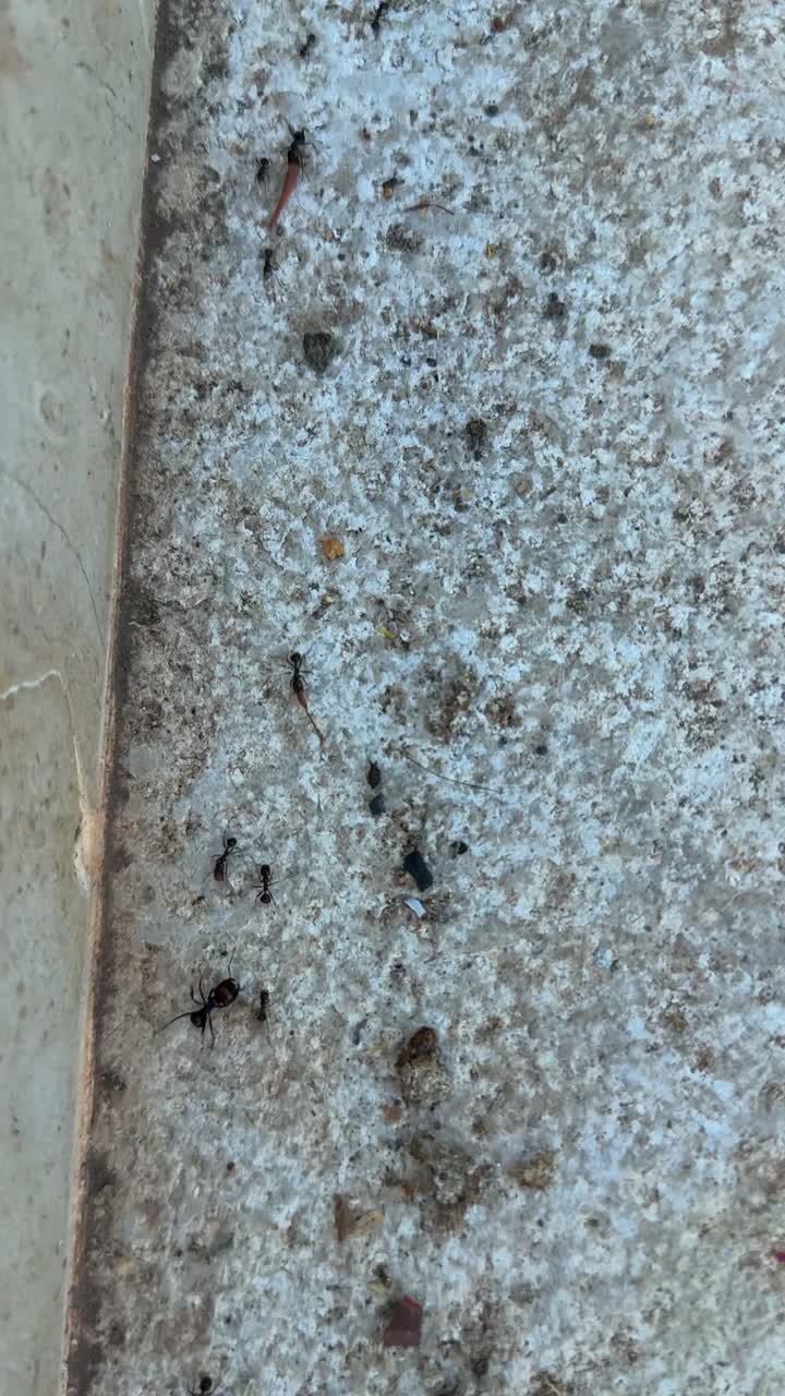 Ants Crawling on a Textured Concrete Surface