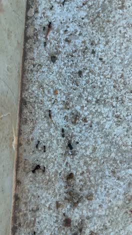 ants crawling on a textured concrete surface