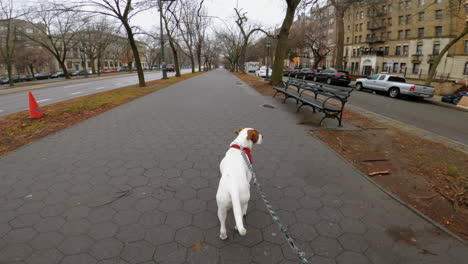 First-person-view-of-an-owner-walking-a-dog