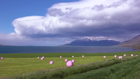 large pink bales of hay wrapped in plastic cylinders like marshmallows in the fields of iceland