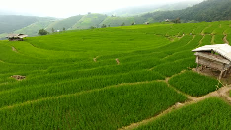 terraza de campo de arroz en tierras de agricultura de montaña.