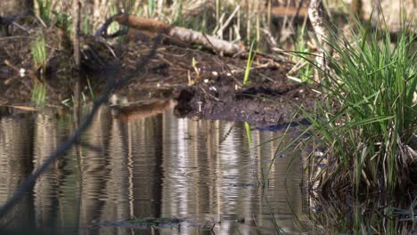 Große-Schnepfenlandung-Auf-Dem-Wasser