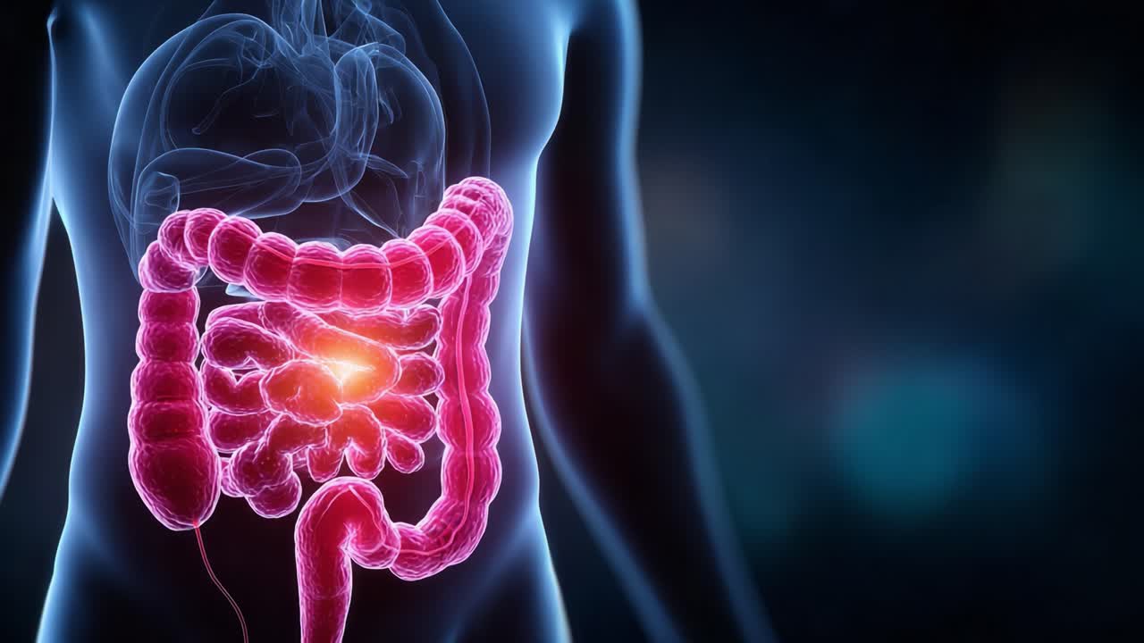Exploring the Intricate Human Digestive System: A Deep Dive into the Intestines and Their Vital Role in Digestion and Nutrient Absorption