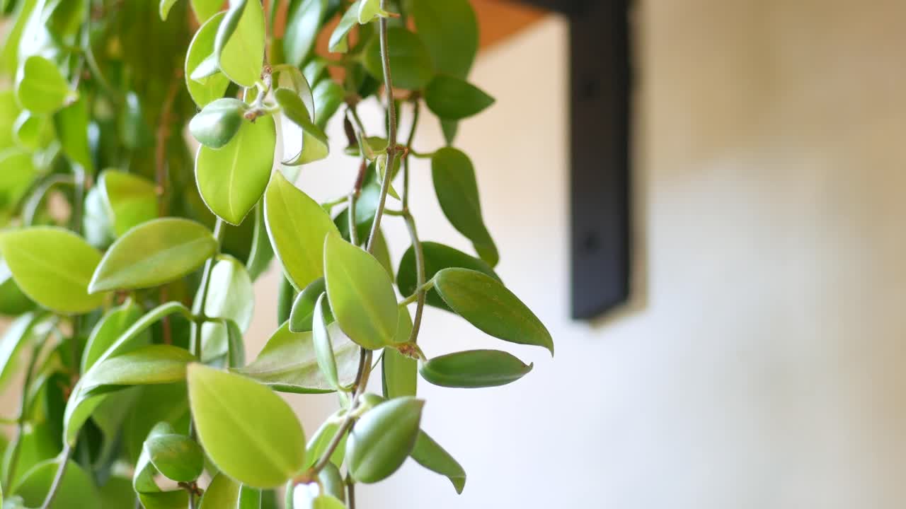 Close-up of a healthy hoya plant with vibrant green leaves