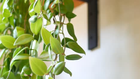 close-up of a healthy hoya plant with vibrant green leaves