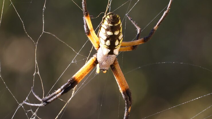 This is a video of a Garden Spider
