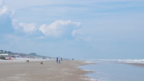 beach scene with people and dogs