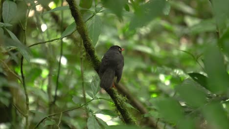 Ein-Süßer,-Schüchterner-Nachtigalldrosselvogel-Mit-Schieferrücken,-Der-Auf-Einem-Ast-Ruht-Und-Die-Umgebung-Inspiziert