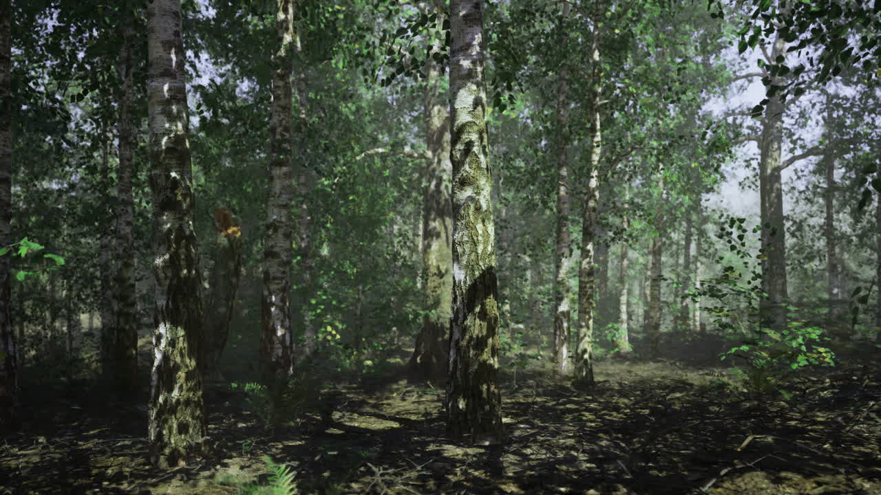 Lush green forest with birch trees and vibrant undergrowth in daylight
