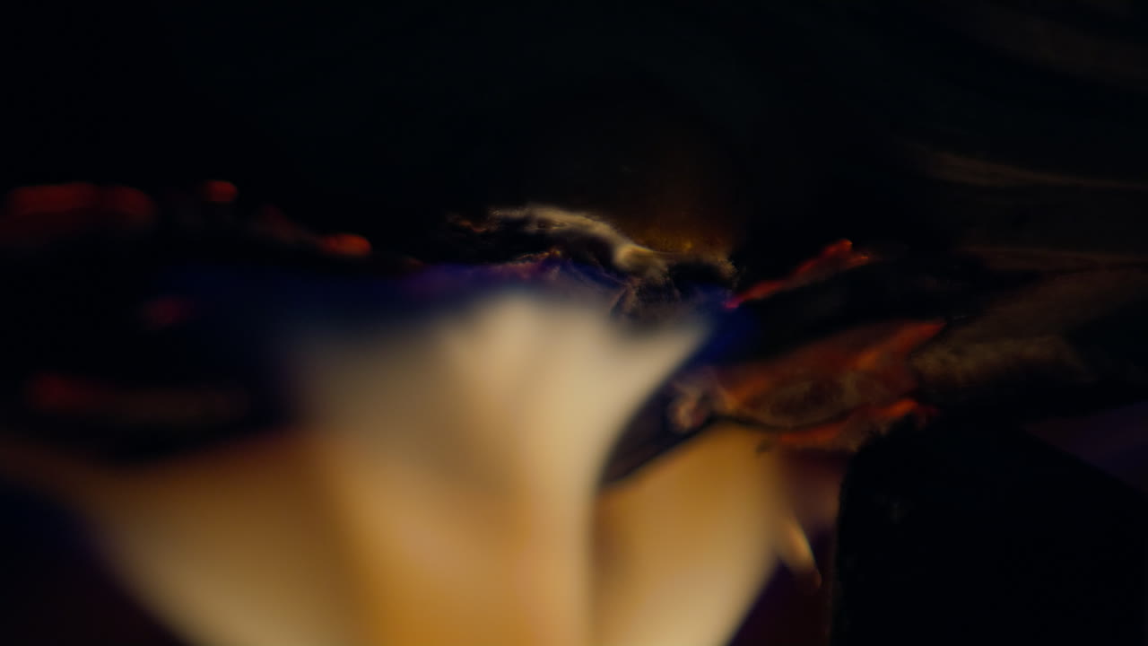 toma a cámara lenta de llamas y brasas en una chimenea