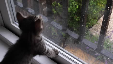 tabby kitten playing with the rain dripping down the window outside at six weeks old