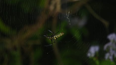 seen facing towards the left in the middle of its web eating its prey