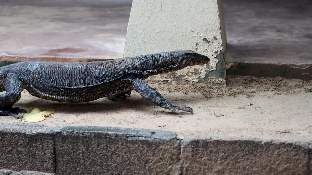 el lagarto monitor explora la zona de la playa en krabi, tailandia