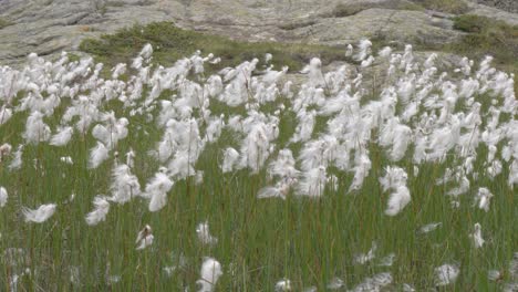 hermosas flores blancas alpinas se reúnen en un pequeño prado de tundra