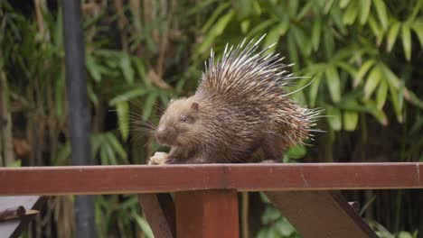 porcupino sunda o porcupino javan comiendo en una valla de madera