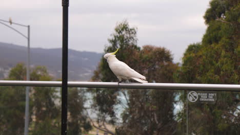 Cacatúa-Caminando-Sobre-La-Barandilla,-Lorne-Australia