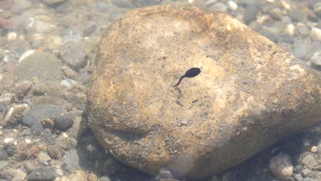 Tadpoles-with-their-shadows-swimming-over-a-submerged-rock-in-a-pond