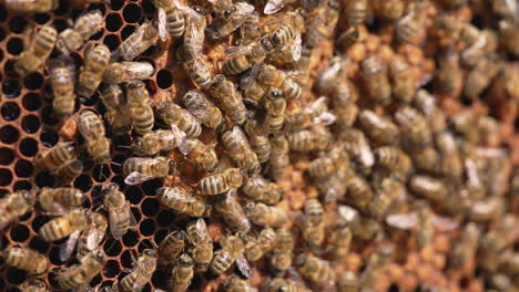 close up of bee working in the hive. bees swarming on honeycomb.