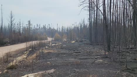 POV-View-of-Aftermath-of-Kirkland-Lake-KLK005-Forest-Fire-with-Charred-Trees-and-Grass