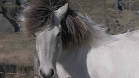 retrato de caballo gris islandés, clima ventoso, primer plano