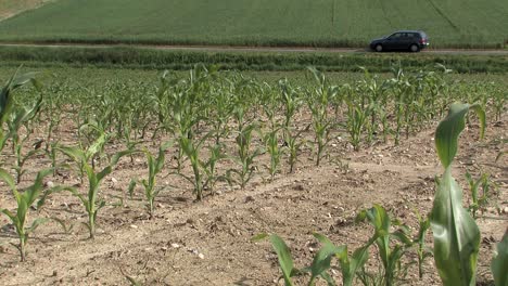 Corn-field-in-Bavaria-in-early-summer,-Germany-2