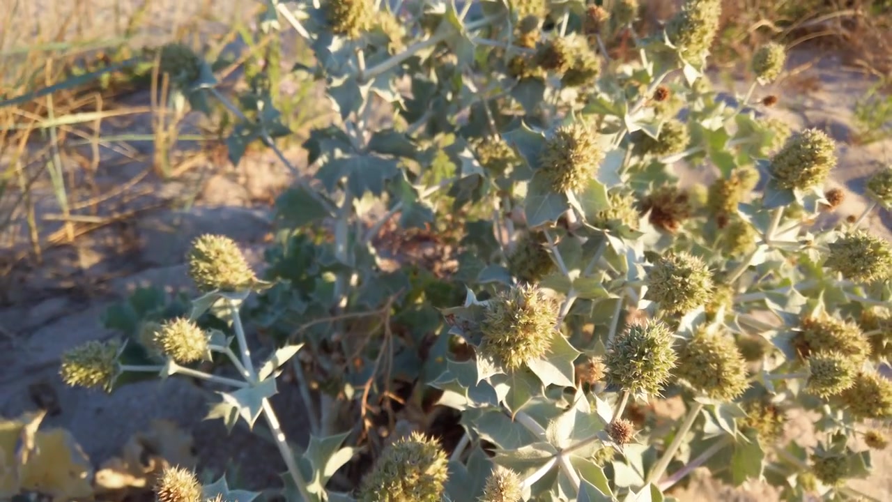 Eryngium maritimum. Stikkende blomster med tornede blade. Fotograferet ved sandklitter om sommeren. Fotograferet om aftenen.