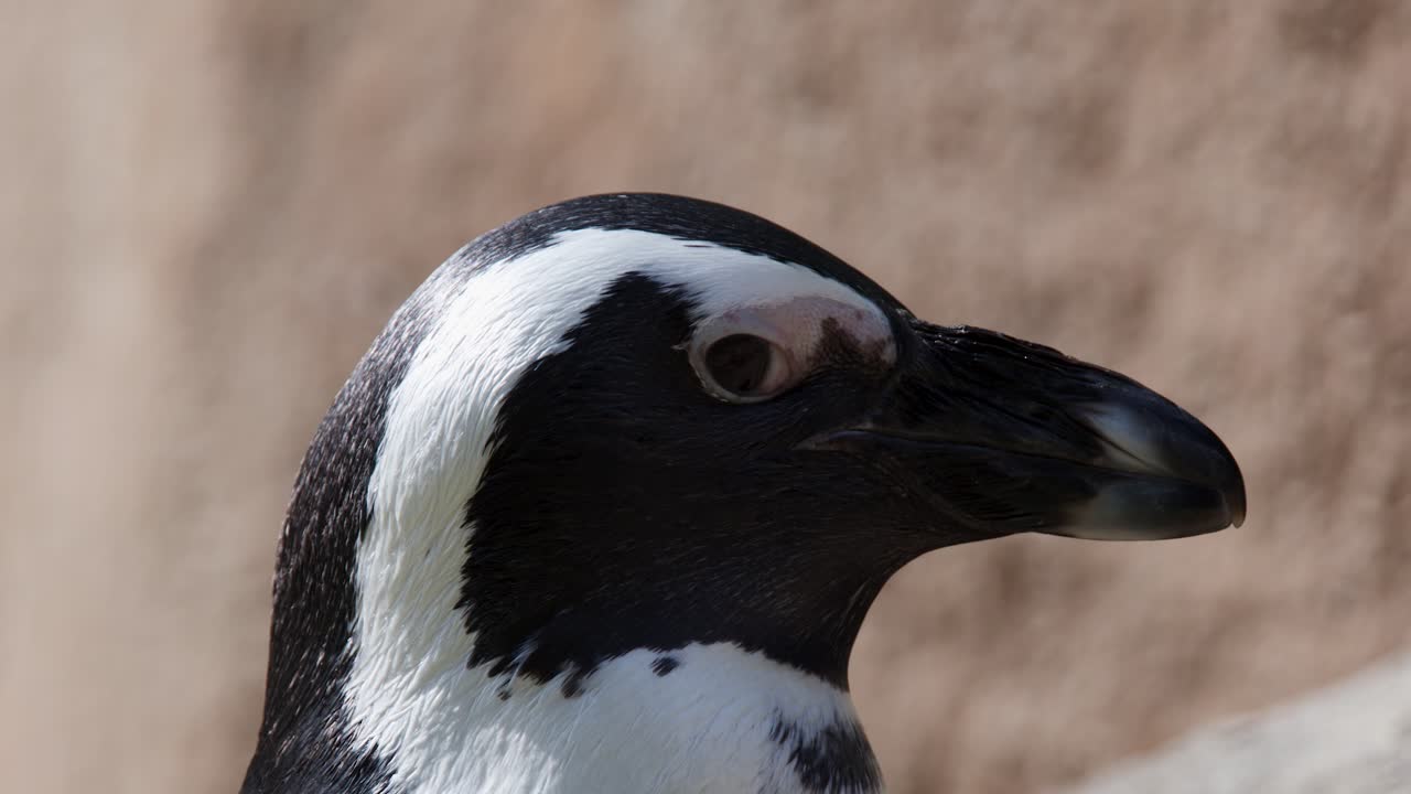 African penguin turns head in sunlight, shallow depth of field, soft background, Berlin zoo setting
