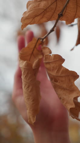mano suave se extiende suavemente para tocar una hoja de otoño crujiente y seca, suspendida en una rama delicada, el fondo es borroso, destacando la belleza serena del follaje de otoño en un entorno al aire libre pacífico