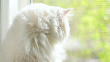 domestic cat with complete heterochromia. white cat with different colored eyes is sitting by the window.