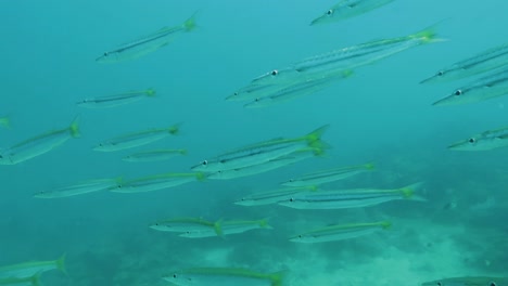 Schwarm-Kleiner-Fische-Schwimmt-Auf-Die-Kamera-Zu-Und-Bewegt-Sich-Entlang-Des-Korallenriffs-Im-Ozean---Philippinen