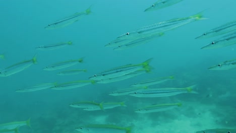 Escuela-De-Peces-Pequeños-Nadan-Hacia-La-Cámara-Moviéndose-A-Lo-Largo-Del-Riff-De-Coral-En-El-Océano---Filipinas